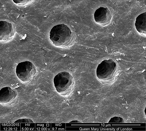 sem-biomin-f-before-biomin-rgb-2b083b1c